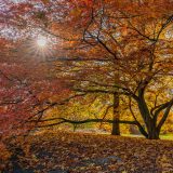 Photo of garden trees in fall