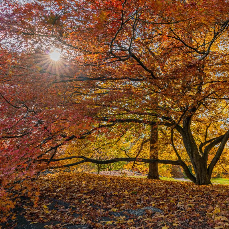 Journey Through Fall » New York Botanical Garden
