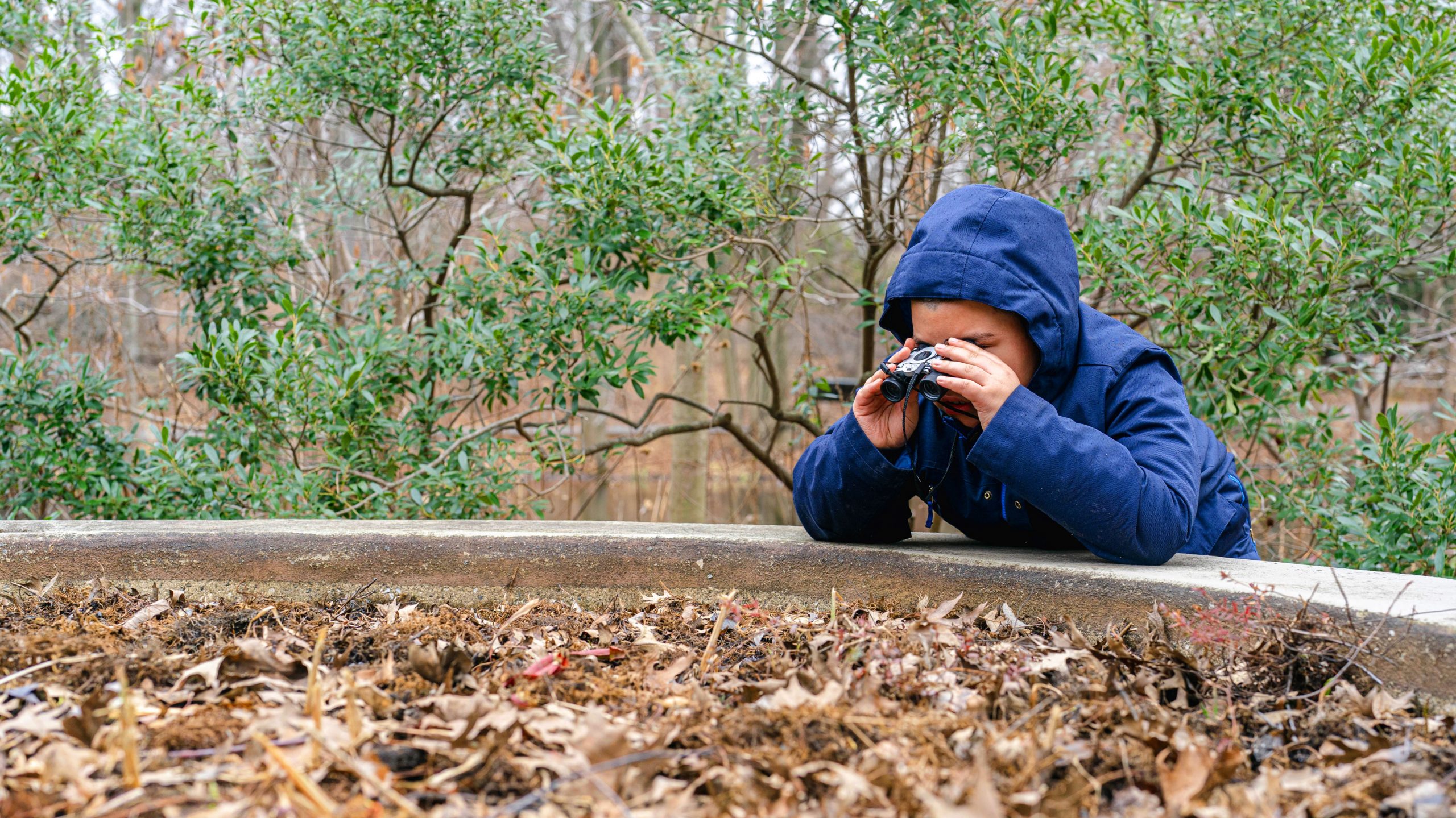 Little boy in blue hooded jacket holding binoculars looking at brown fallen leaves in a pile, while resting his elbows on a cement ledge. Bare trees behind him with one tree that has some green leaves on it.