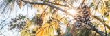 Sunlight filtering through pinecones hanging from tree branches