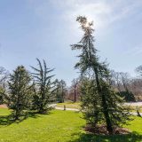 Conifer collection in the winter