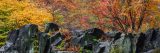 Rock outcrop with fall foliage in the background