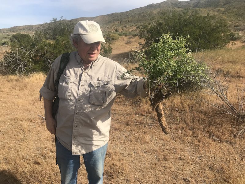 Photo of Dennis Stevenson holding a plant specimen in San diego County