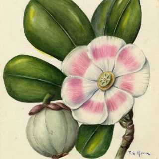 Illustration of Clusia rosea