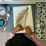 Photo of an herbarium staffer mounting a specimen