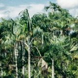 Tight view of lots of palm trees with a little bit of blue sky and clouds along the top of the image. Lots of green palm frawns and tree trunks taking up most of the visual space.