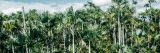 Tight view of lots of palm trees with a little bit of blue sky and clouds along the top of the image. Lots of green palm frawns and tree trunks taking up most of the visual space.