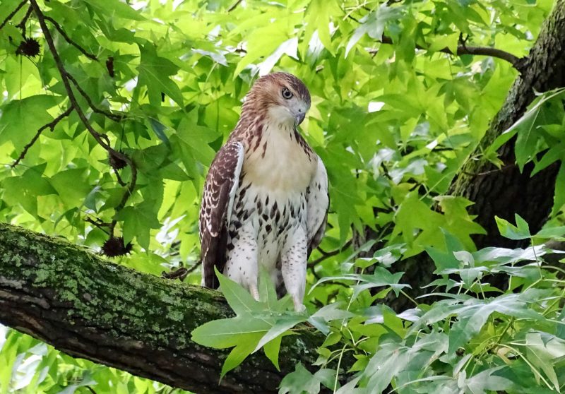 Photo of a red-tailed hawk in a tree