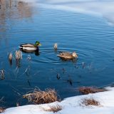 ducks in the native plant garden