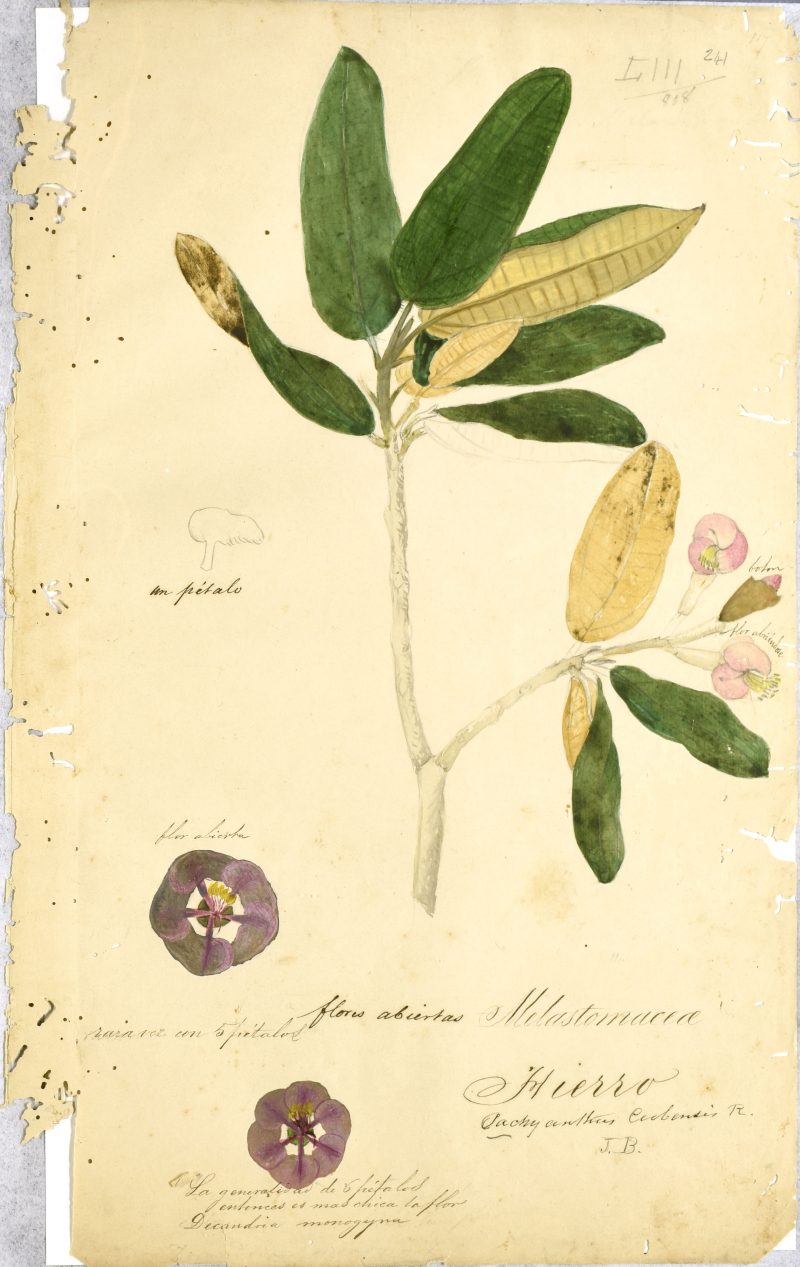 A botanical drawing of a plant from the Melastomataceae family, including depictions of its pink flowers and green leaves with yellow undersides.