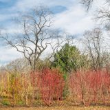 branching of trees and grasses in the native plant garden