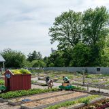 Wide view of garden beds that are filled with soil and some with small green low plants. Two people are crouching down by one bed. There is a small red barn like structure near the garden beds with a green roof. Large trees are in the background.