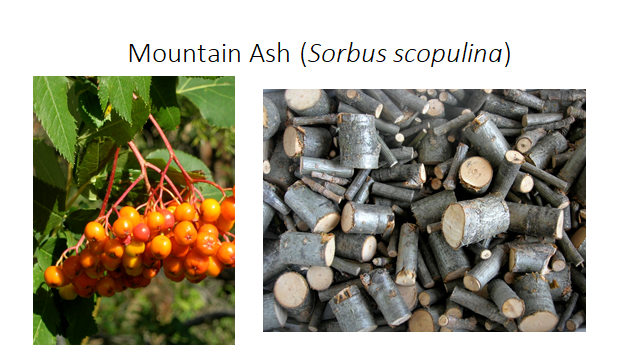 Photo of a mountain ash presentation slide