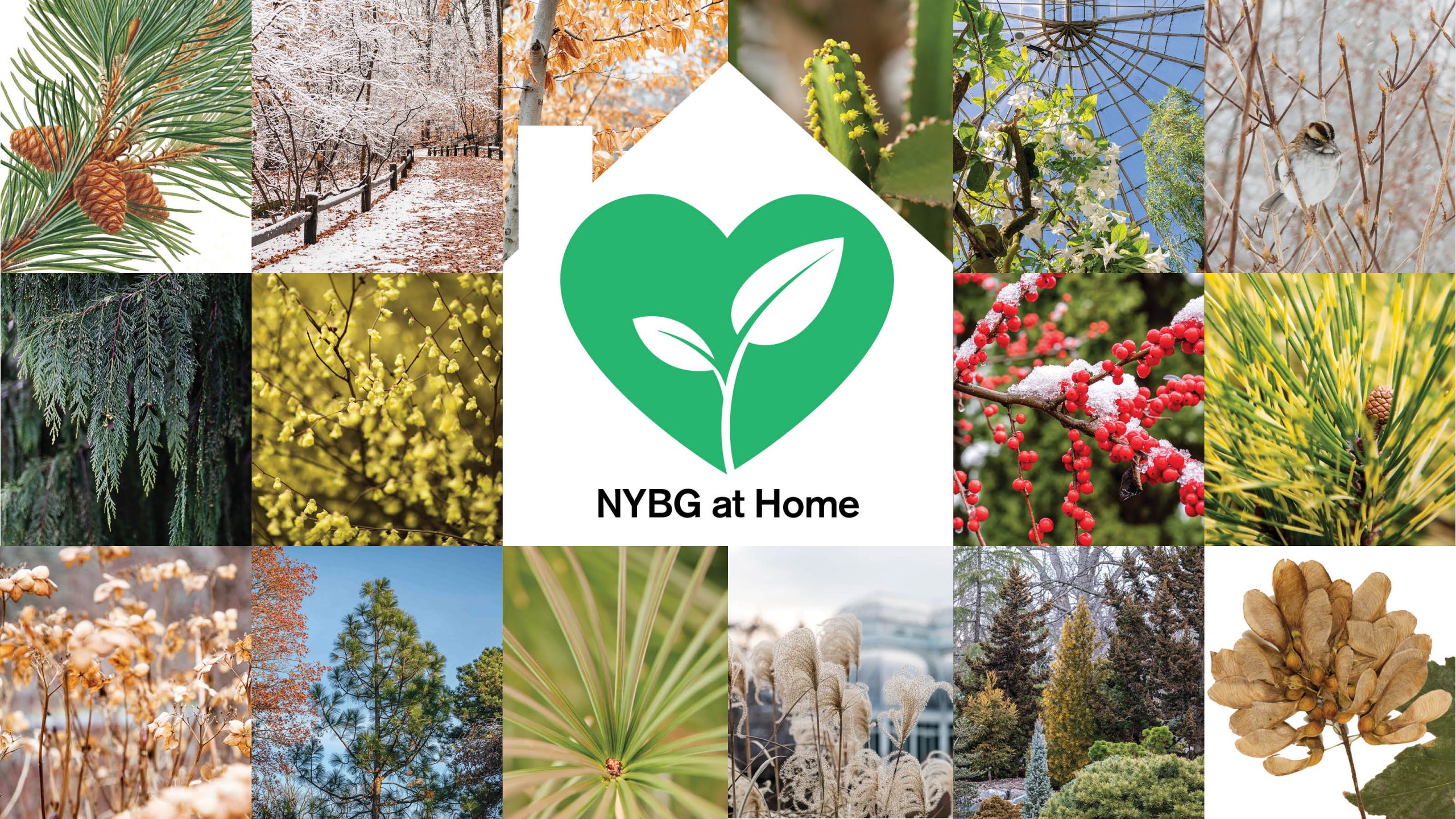 A variety of tiled images of winter plants with a white illustration of a home in the center, housing a green heart with a sprout growing inside, along with the words "NYBG at Home."