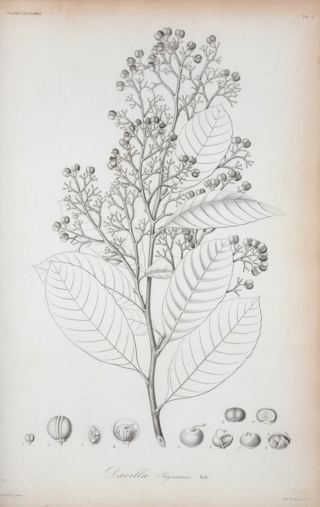 Photo of a botanical illustration by Ramon de la Sagre