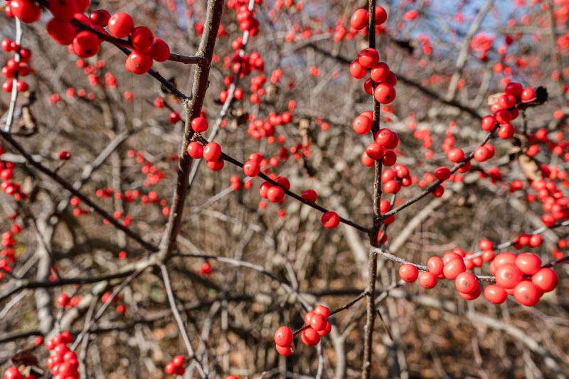 Photo of Ilex verticillata with red berries