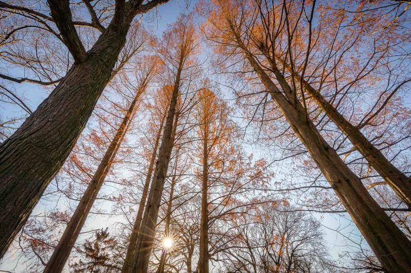 A photo of towering Metasequoias at NYBG