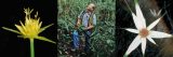 Photo collage of Wayt Thomas surrounded by Brazilian plants