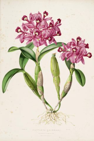 Illustration of clustered pink orchids