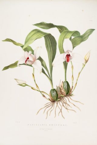 Illustration of a white and red orchid