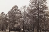 black and white photo of large trees lining a drive