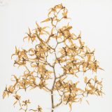 multiple small dried yellow orchids