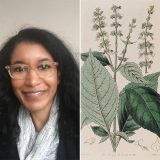 A split image of Carolyn Robert and an illustration of African basil