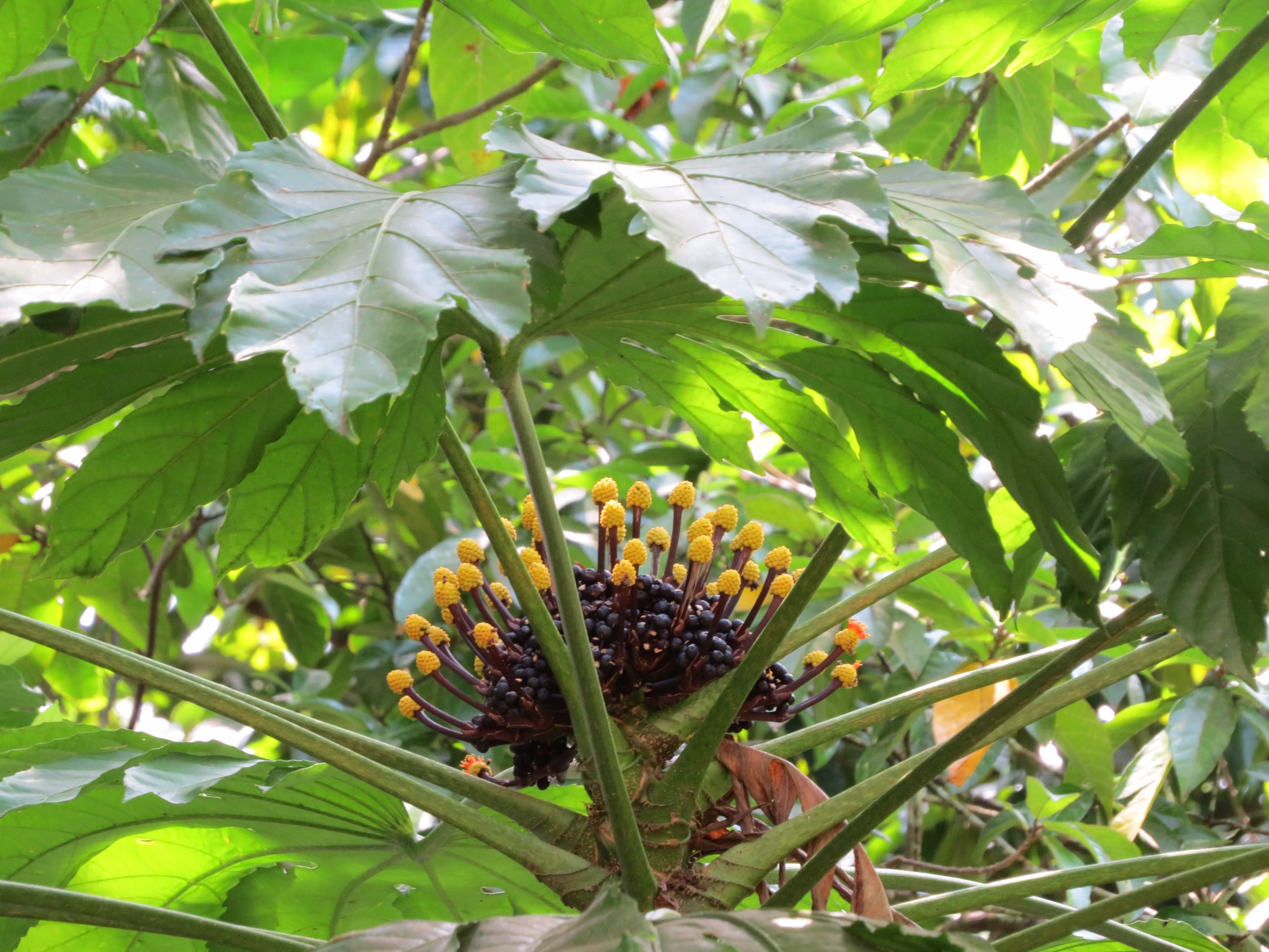 Photo of Osmoxylon truncatum in Palau