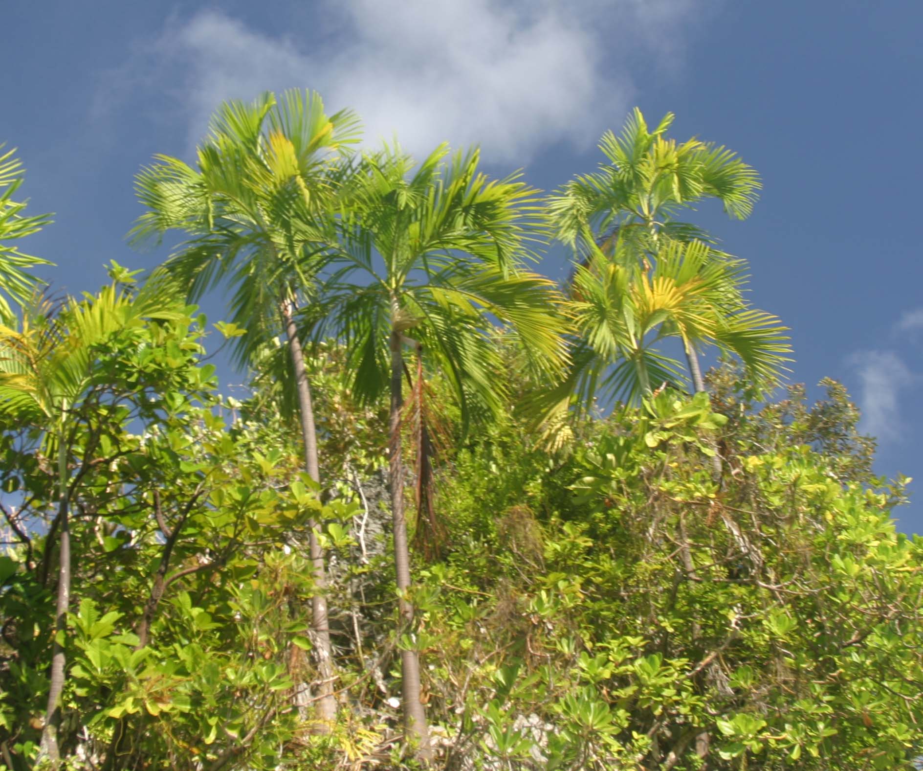 Photo of Hydriastele palauensis