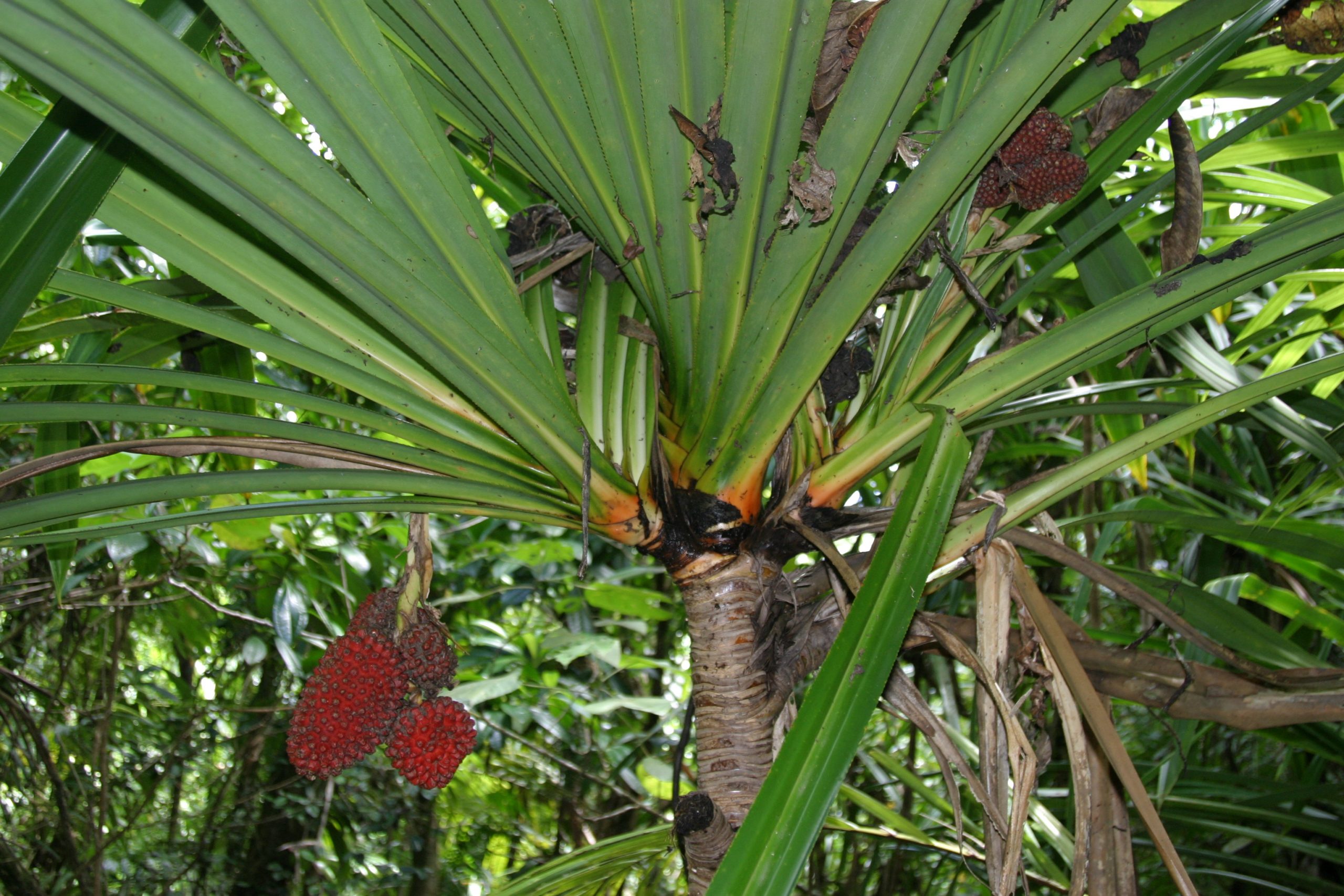 Photo of Pandanus macrojeanneretia