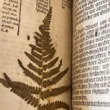 Photo of a fern pressed in an antique book