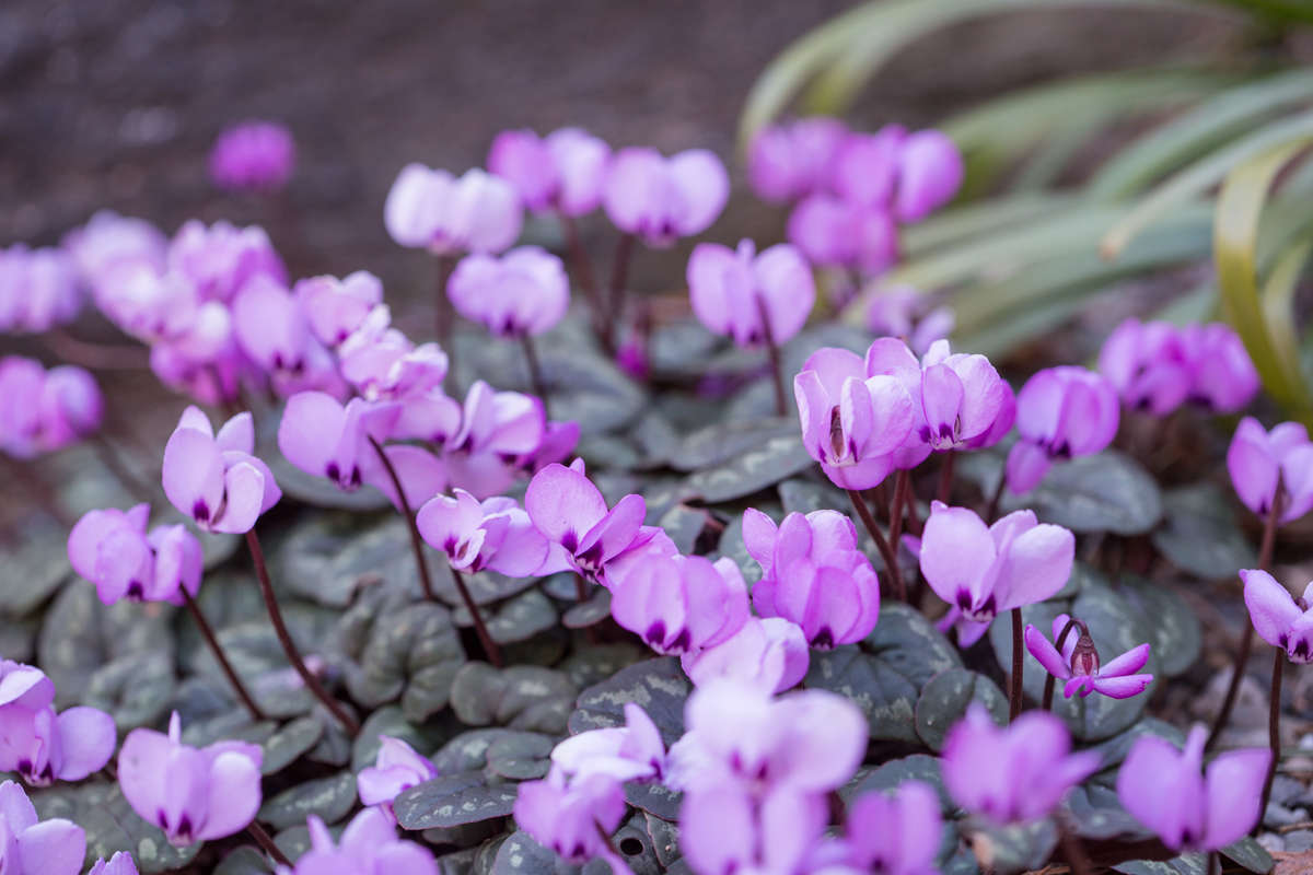 Photo of many small, purple flowers resembling hearts