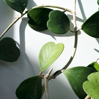 Photo of Hoya kerrii's heart-shaped leaves