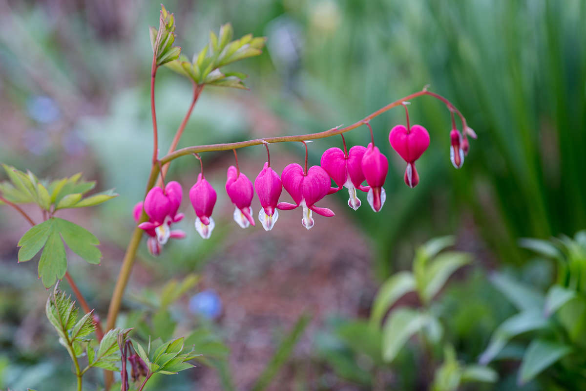 Photo of pink flowers in heart shapes, Laprocapnos spectabilis