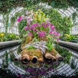 A variety of orchids growing on a small raft floating in a small reflecting pool