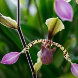 A slipper orchid with tiger-like stems leading to light pink flowers.
