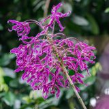 Laelia superbiens