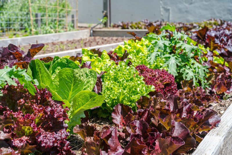 Photo of fresh greens growing in the Edible Academy