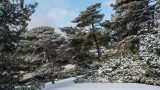 Snow covered conifer trees with snowy foreground and blue sky with white clouds behind