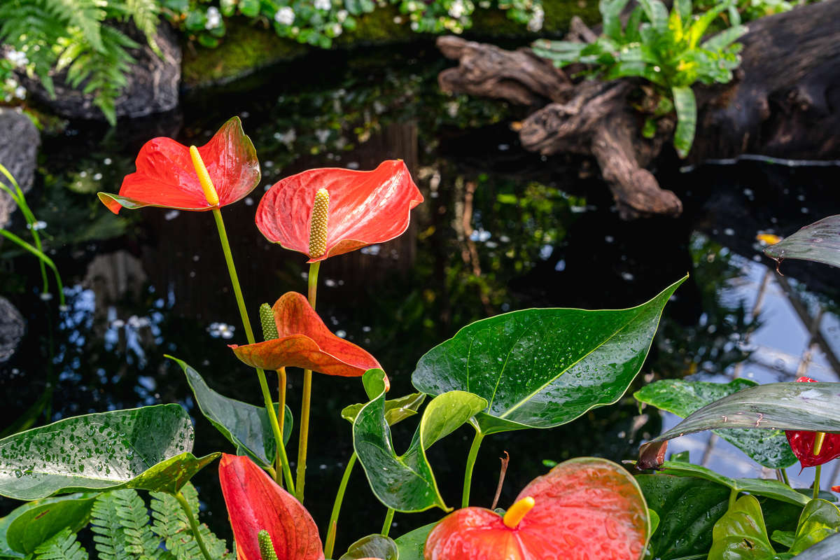 Photo of heart-shaped, red leaves, Anthurium 'Sangria'