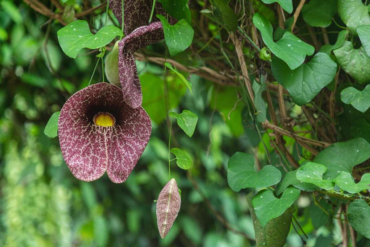 Photo of a brown, textured, tube-like flower, Aristolochia gigantea