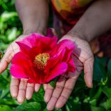 Bright dark pink bloomed flower open in two open palms with forearms extended over blurred green leaves.