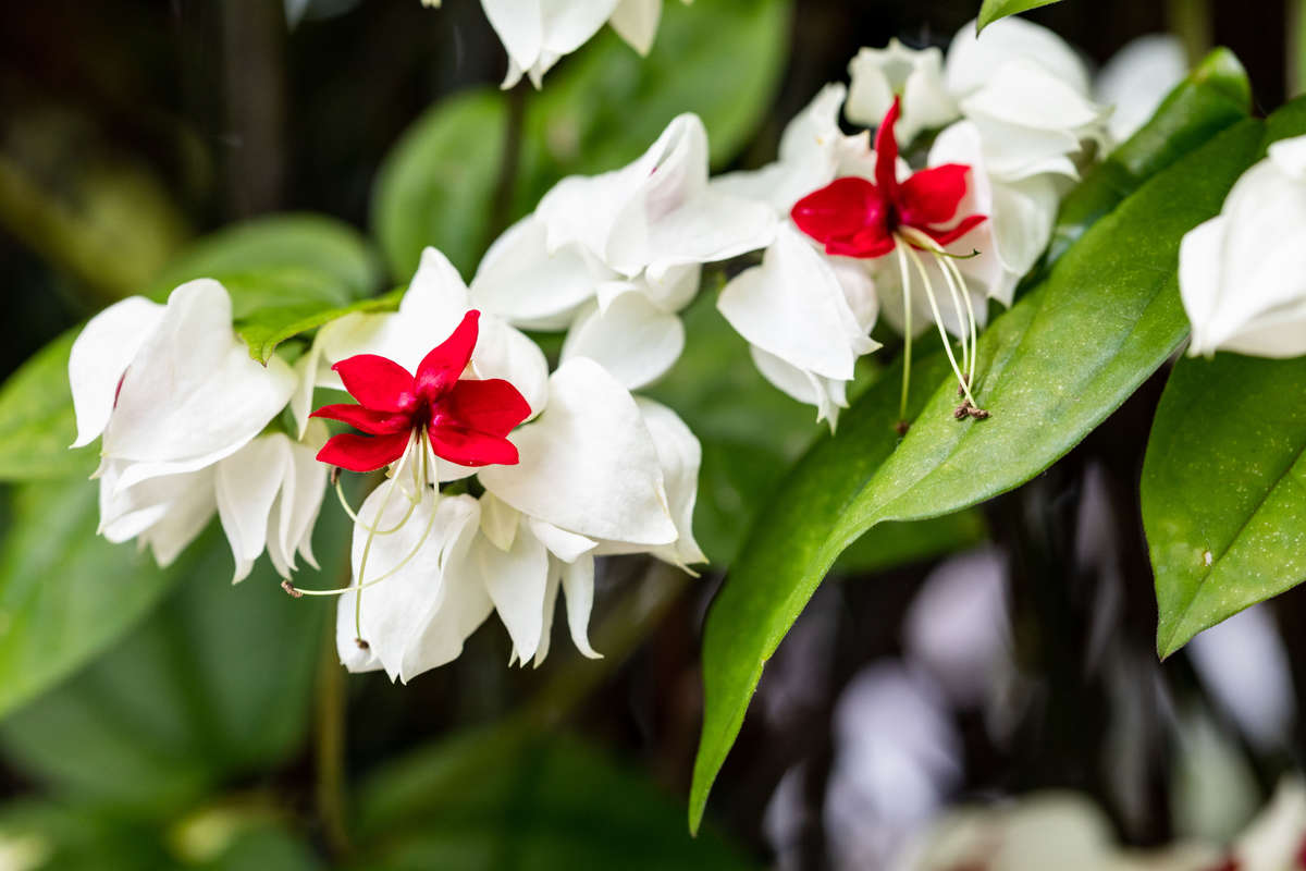 Photo of red and white flowers on green foliage, Clerodendrum thomsoniae