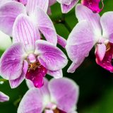 Pink Phalenopsis orchid