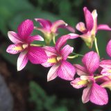 Orchid closeup - Dendrobium