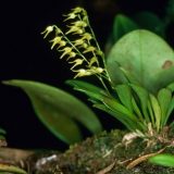 Photo of small epiphytic flowers on a branch