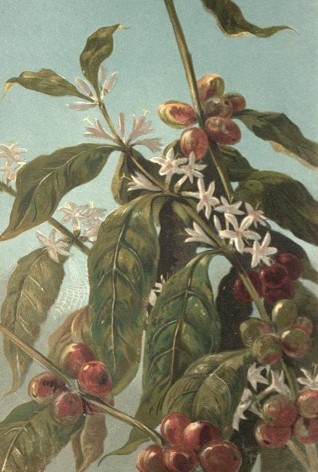 Illustration of a coffee plant