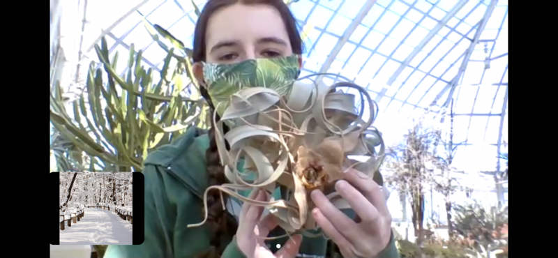 Photo of an NYBG educator holding up an air plant on a Zoom call with children