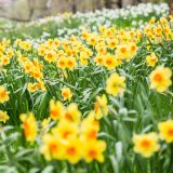 Photo of blooming yellow daffodils in a field