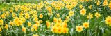 Photo of many blooming yellow daffodils